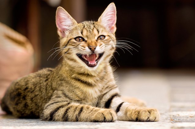 purr fect guide to the sounds your cat makes