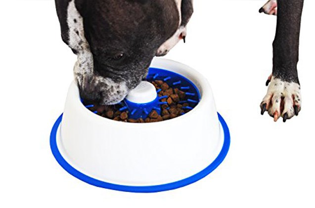 dentadish dog bowl stops bloat and brushes teeth