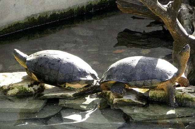 black wood turtle