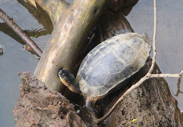 black wood turtle