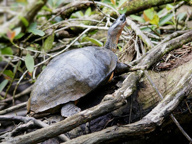 black wood turtle