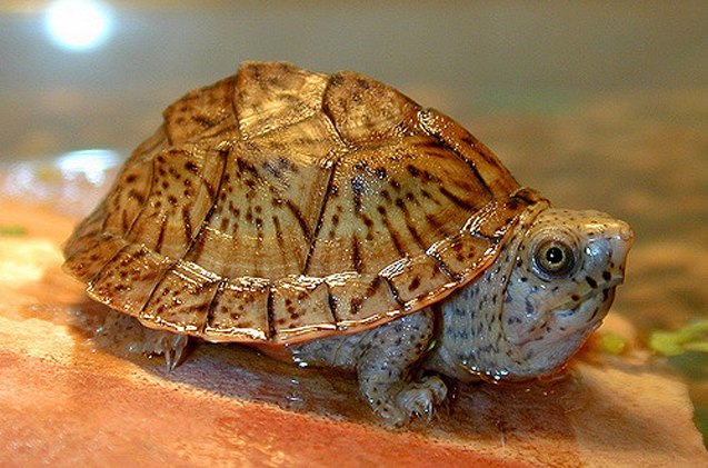 loggerhead musk turtle