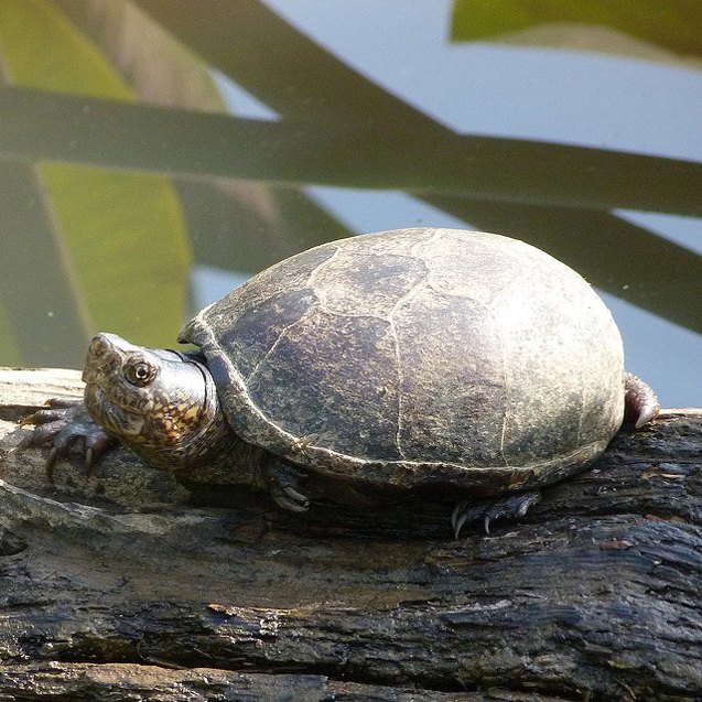 mud turtle