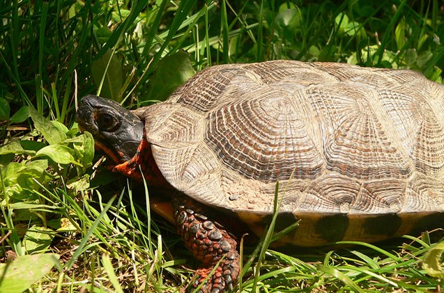 north american wood turtle