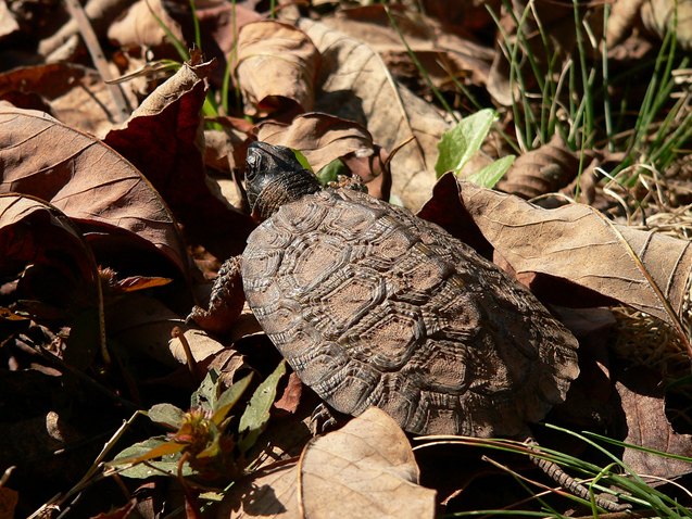 north american wood turtle