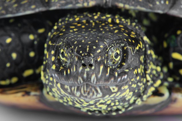 european pond turtle