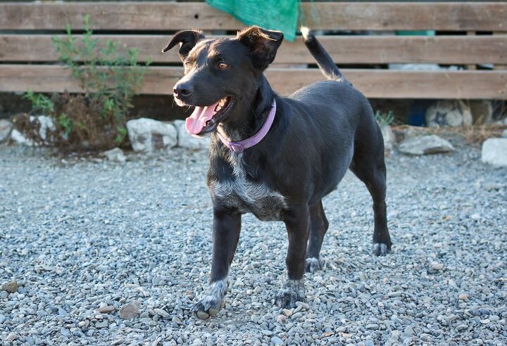 majorca shepherd dog