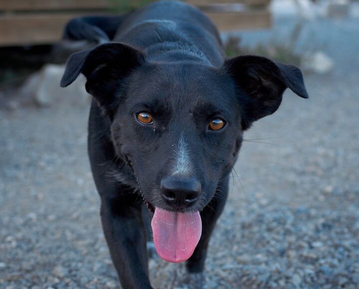 majorca shepherd dog