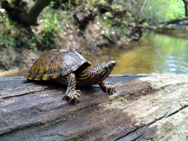 stripe necked musk turtle