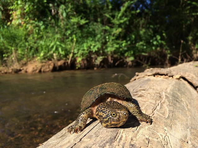 stripe necked musk turtle