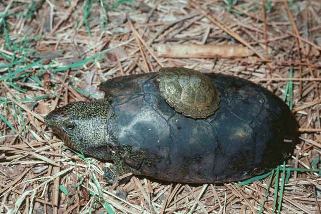 flattened musk turtle