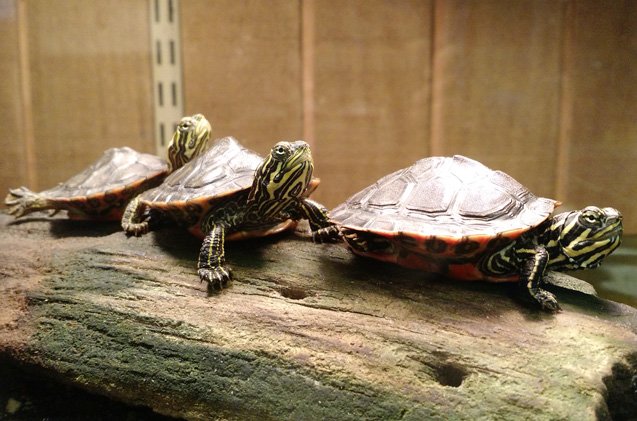 alabama red bellied turtle