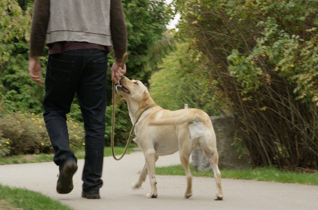 no hands poop picker upper the greatest kickstarter ever