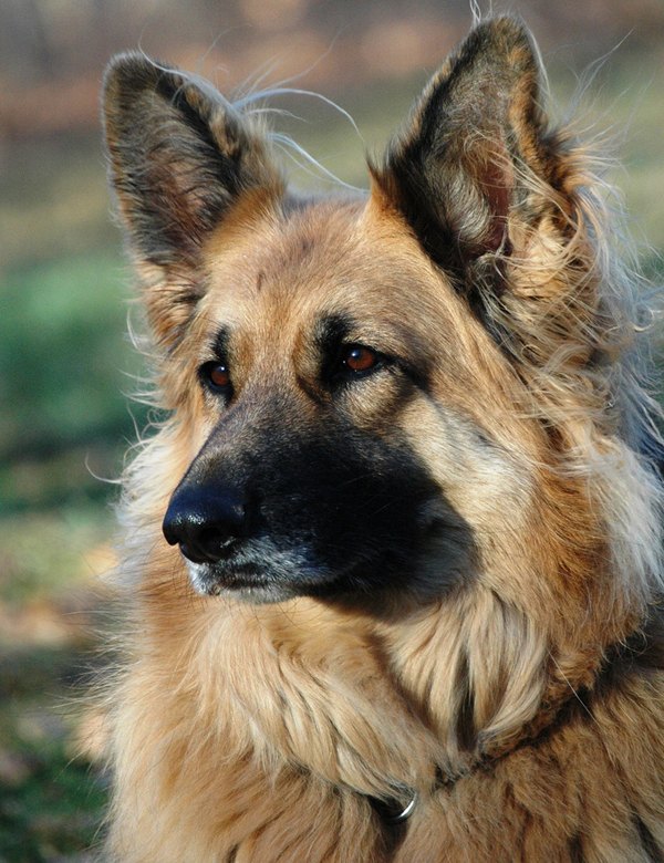 king shepherd