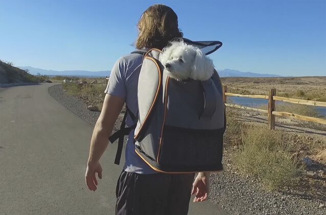 help kickstarter pet backpack get off the ground