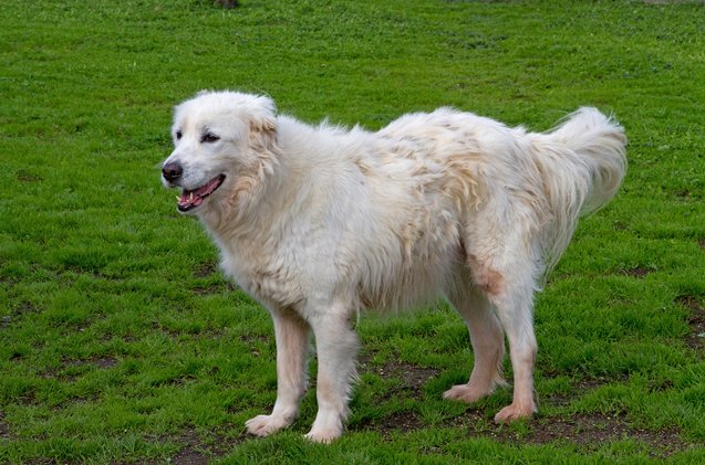 maremma sheepdog