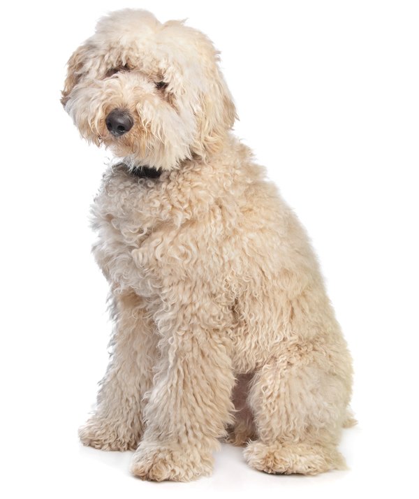 australian labradoodle