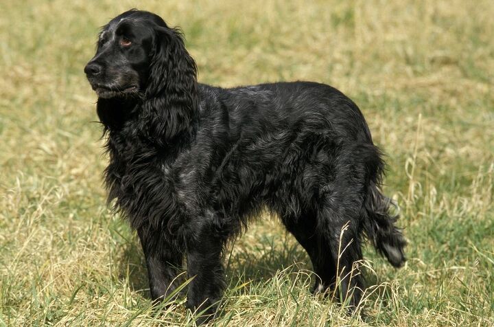 blue picardy spaniel