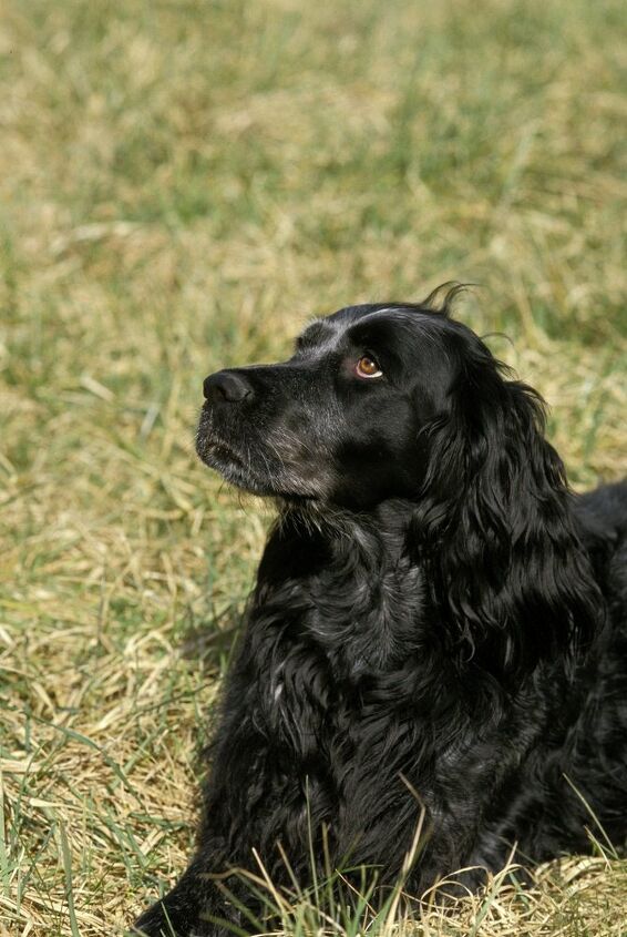 blue picardy spaniel