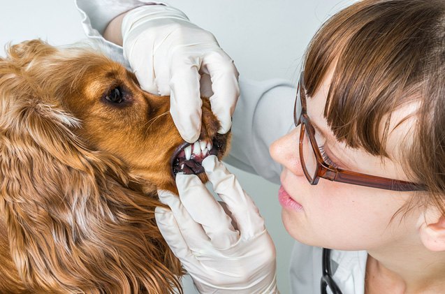 the debate over anesthesia and sedation free pet dentistry