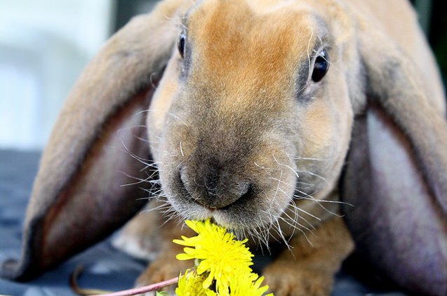 velveteen lop