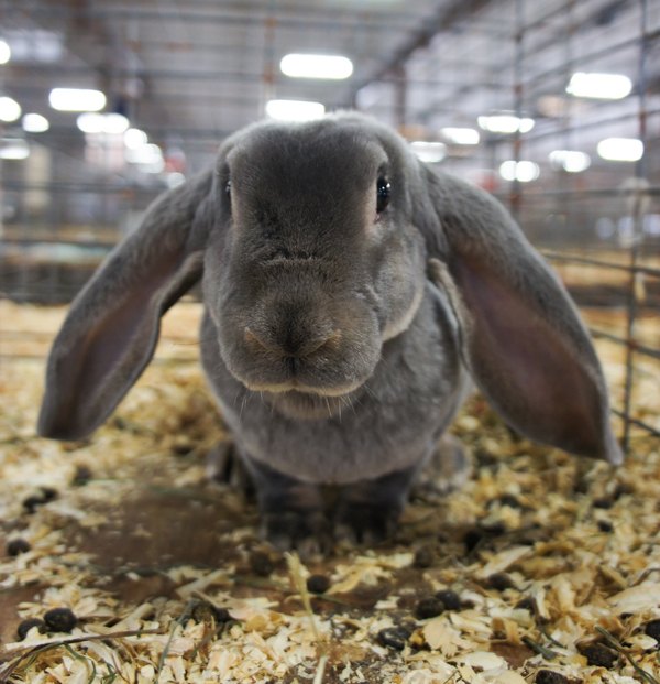 velveteen lop