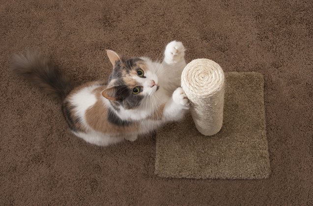 how to choose the right scratching post for your cat