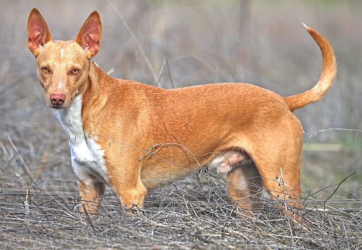 andalusian hound