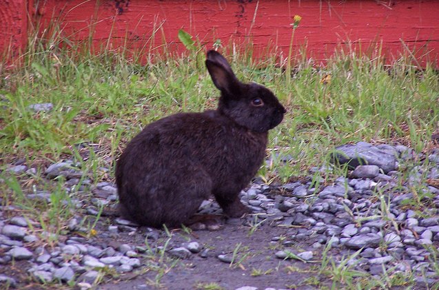 alaska rabbit