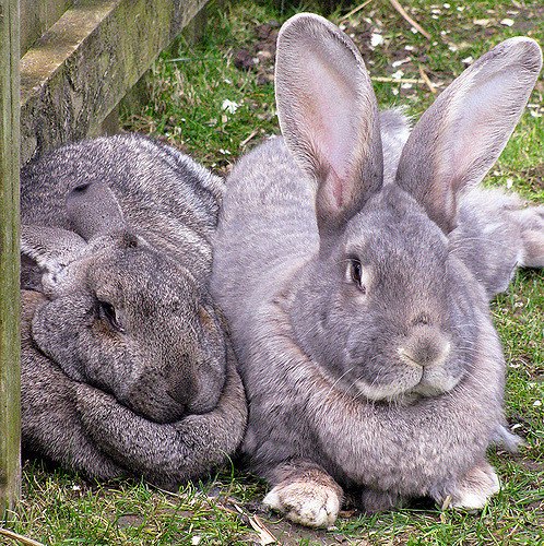 british giant rabbit