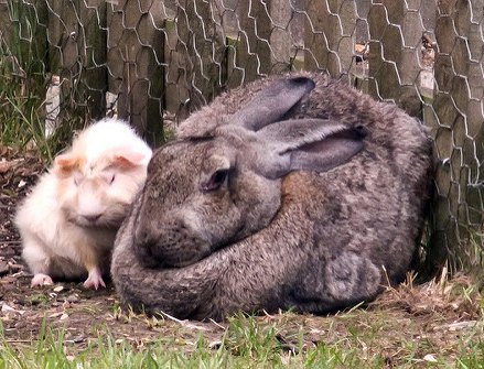 british giant rabbit