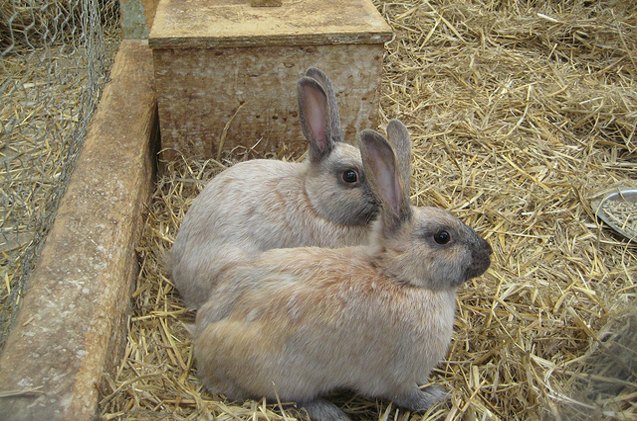 enderby island rabbit