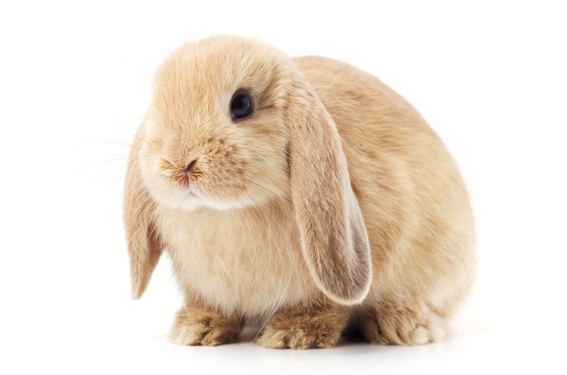 cashmere lop