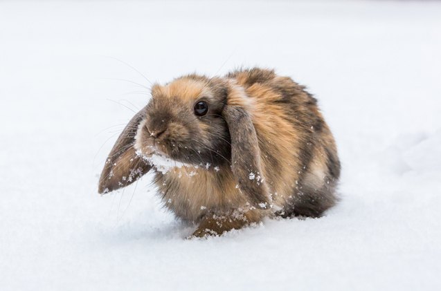 cashmere lop