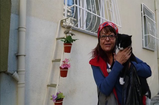 turkish woman builds ladder to window for cats to come in from the col