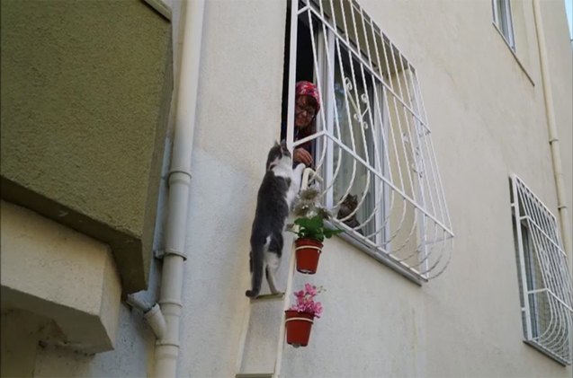 turkish woman builds ladder to window for cats to come in from the col