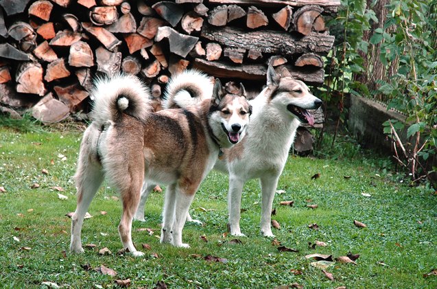 west siberian laika