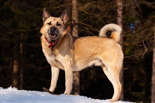 west siberian laika