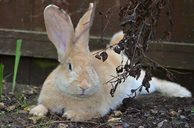 continental giant rabbit