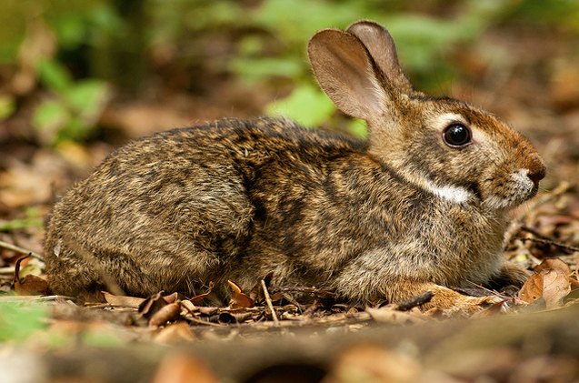 brazilian rabbit