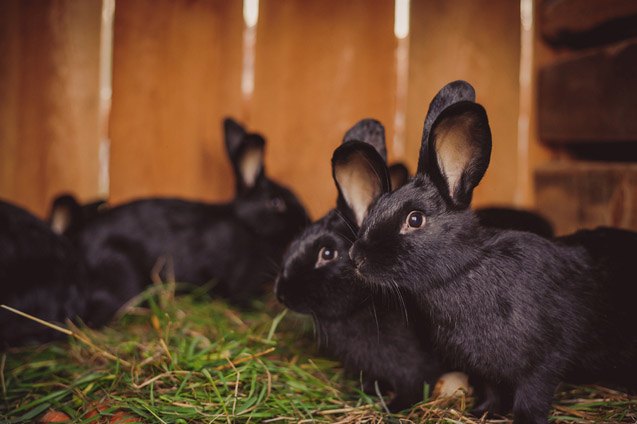 siberian rabbit