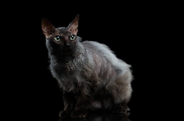 lykoi