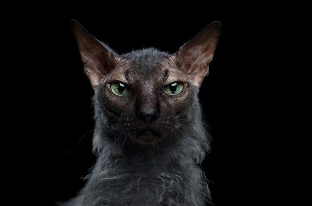 lykoi