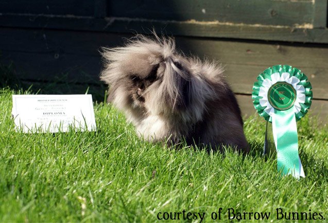 miniature lion lop