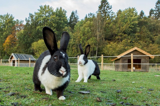 mellerud rabbit