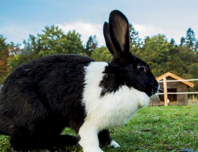 mellerud rabbit