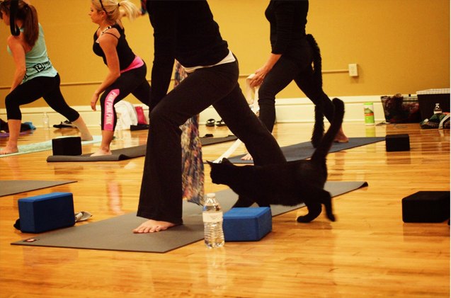 strike a yoga pose and help shelter cats find new homes