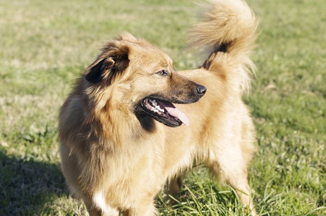 basque shepherd dog