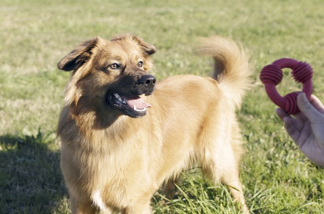 basque shepherd dog