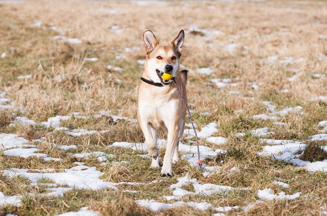 german sheprador